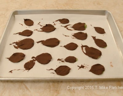 Chocolate leaves chilled for Buche de Noel