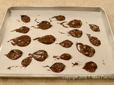 Chocolate coated leaves for the Buche de Noel