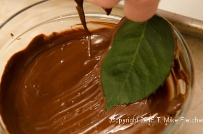 Leaf being dragged through chocolate for chocolate leaves for Buche de Noel