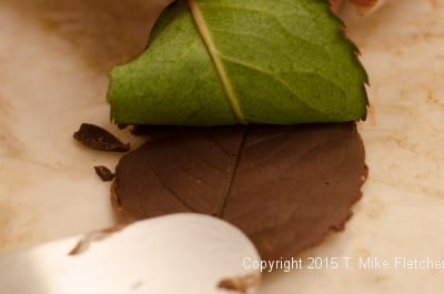Pulling the leaf off chocolate leaf for Buch de Noel